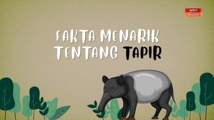 [INFOGRAFIK] Fakta menarik tentang tapir