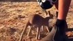 Orphaned kangaroos sleep into the hand made pouch mimic that the own mother pouch...