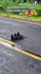 Cặp vợ chồng người Mỹ phát hiện bộ ba rái cá con nằm giữa đường chờ mẹ