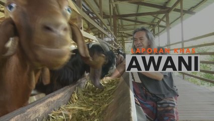Daging Oh Daging | Penternak hasilkan makanan ruminan sendiri, demi kelangsungan perniagaan