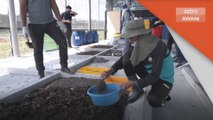 Inovasi | Baja kompos gunakan 'Black Soldier Fly Larva'