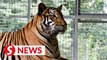 Fewer than 150 Malayan tigers left in Malaysia, says Takiyuddin