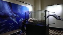 Peru'da 36 milyon yıllık balina fosili bulundu