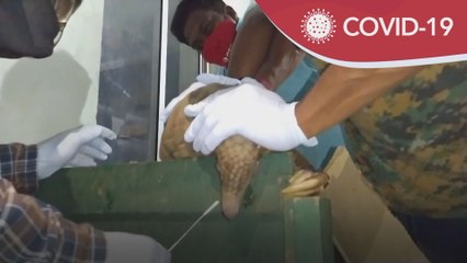 COVID-19 | Tenggiling terpaksa jalani ujian swab selepas menjadi kontak rapat