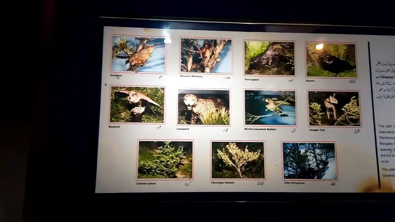 Pakistan Natural Museum Islamabad
