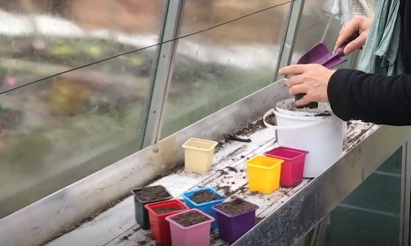 Roland Motte, jardinier : faites vos semis de printemps