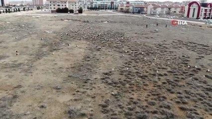 Göç yolunda Konya'ya zorunlu iniş yapan leyleklerin molaları sürüyor