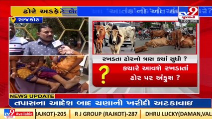Stray cattle menace continues to haunt Rajkotians_ TV9News