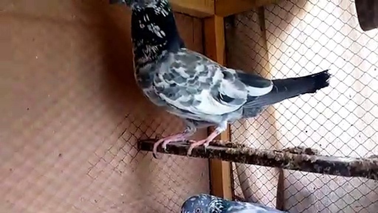 Pigeon (kabotar)
