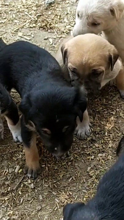 Puppy viral video