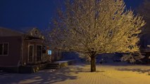 Kar yağışı etkili oldu - Karla kaplı ağaç dallarının gece ve gündüz görünümü