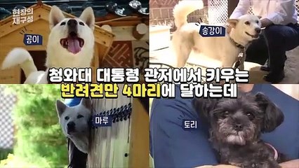 [현장의재구성] 청와대 살던 풍산개 두마리…이제 어디서 살게 될까