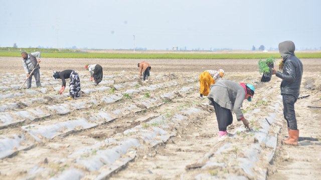Çukurova’yı don ikinci kez vurdu! Ekili alanlar zarar gördü
