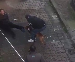 Güngören'de pitbul dehşeti, pitbulun ısırdığı genci zor kurtardılar