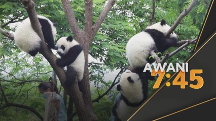 Panda Gergasi | Anak Panda pembiakan buatan membesar dengan baik