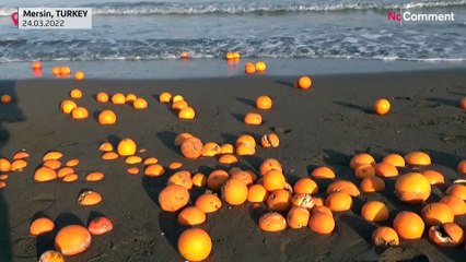 Oranges dragged onto the beach cause pollution