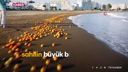 Mersin'de sahili portakallar kapladı