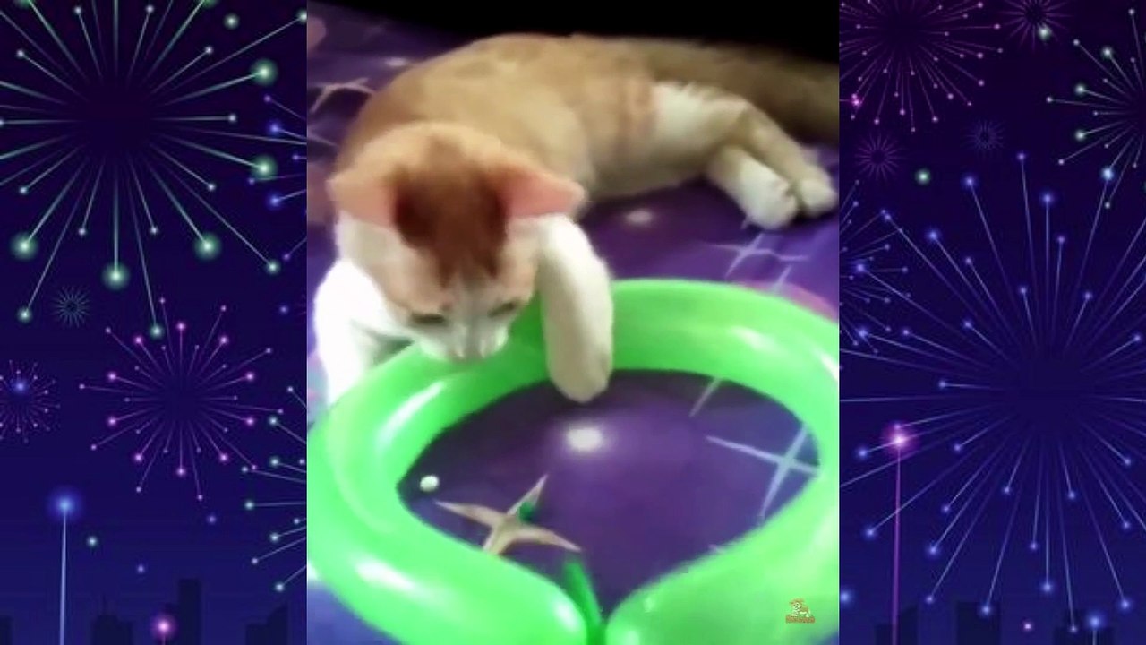 Funny cats  Finally Revealed