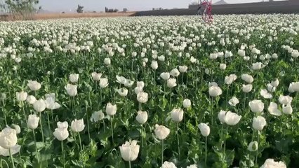 KANDAHAR  - Afganistan'da çiftçilerin haşhaş ekimi