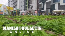 Visitors enjoy the urban farm in Bonifacio Global City