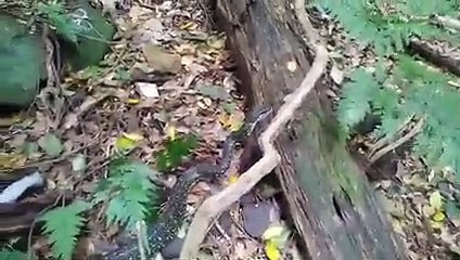 Diamond python released in Mt Kembla - Illawarra Mercury - March 2022