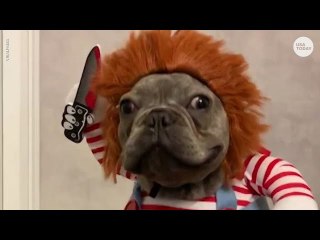 It's #NationalPuppyDay Celebrate with 10 of the best pups from our