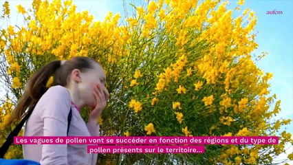 Allergies au pollen : quels départements vont connaître un pic ?