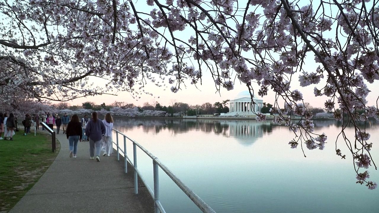 Les cerisiers en fleurs attirent les foules à Washington