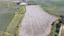 AYDIN/ŞANLIURFA - Türkiye'de pamuk ekim alanının 100 bin hektar artması bekleniyor