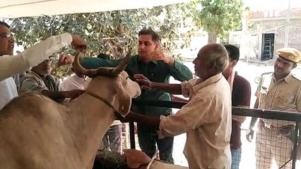 कलक्टर ने गायों को खिलाफ गुड़ व हरा चारा, गौशाला का किया निरीक्षण