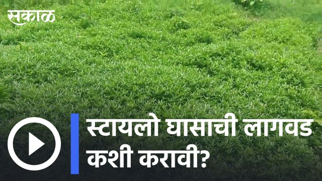 Stylo Grass Cultivation | स्टायलो घासाची लागवड कशी करावी ? | Sakal |