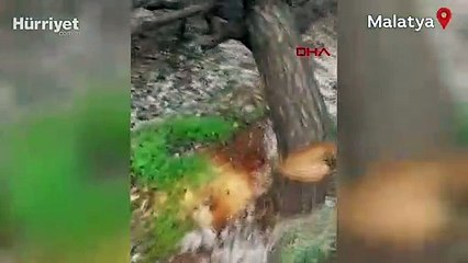 Bahçesindeki 30 kayısı ağacı, haberi olmadan kesildi