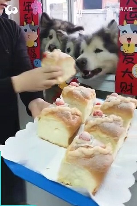 These_dogs_eat_better_than_me!
