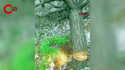 Bahçesindeki 30 kayısı ağacı, haberi olmadan kesildi