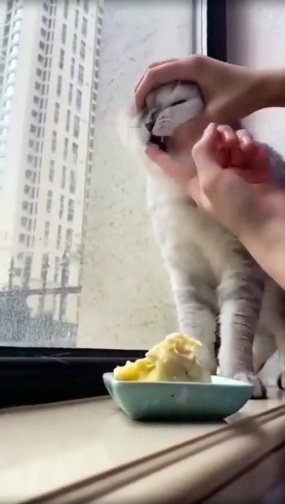 Very_funny cat