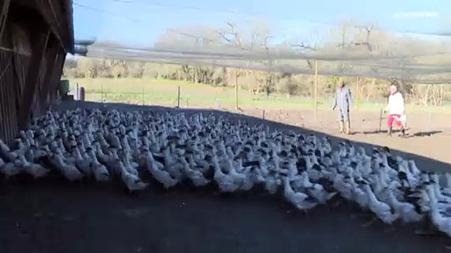 ⁣В Европе на фермах забиты миллионы птиц из-за вируса H5N1