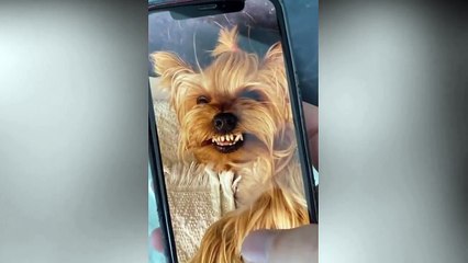 Funny TikTok Pets For You  1