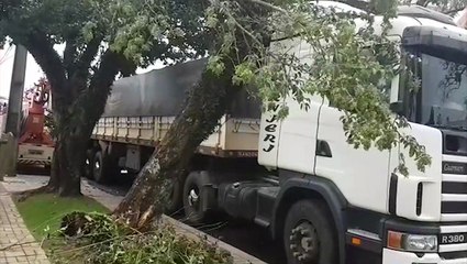 Árvore cai sobre caminhão e interdita Rua Padre Anchieta