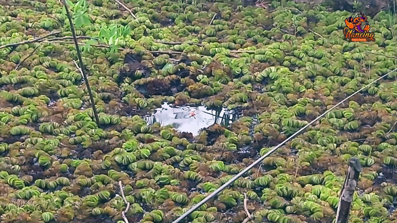 AWALNYA MAU MANCING BETOK TAPI MALAH HEWAN INI YANG LANDED, BIKIN KAGET SAJA