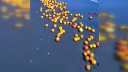 Vatandaşlar şaşkına döndü! Kentte kilolarca portakal sahile vurdu