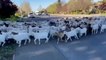 Why did the goats cross the road?