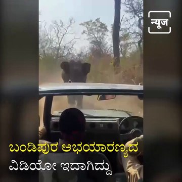 Elephant Chasing Safari Jeep in Bandipur Forest.