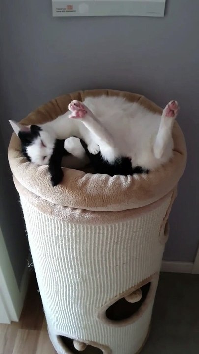 kucing
