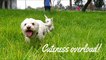 Puppy Day Status 2022 video cute funny dog v |  Baby Dogs - Cute and Funny Dog Videos Compilation