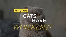 Why do cats have whiskers? | Cats Uncovered
