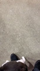 Kitty Rubs With Every Step