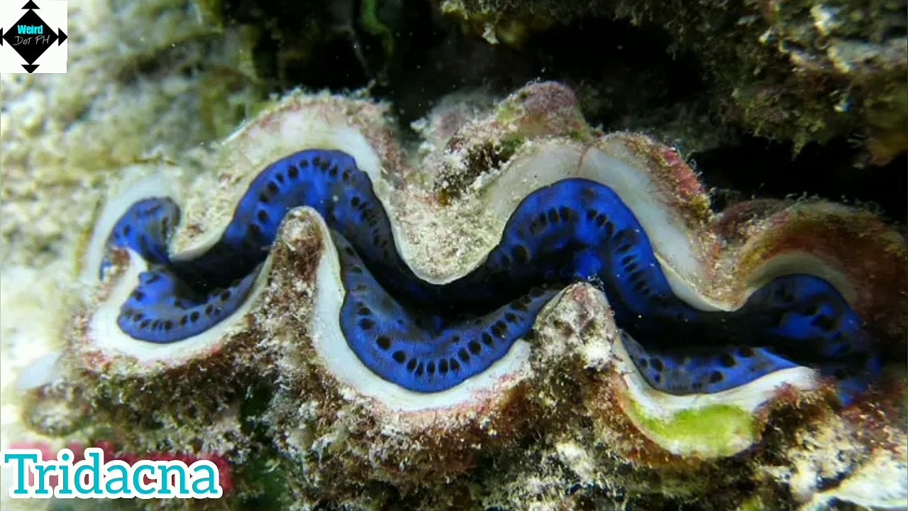 TOP 10 MOST BEAUTIFUL AND UNUSUAL ANIMALS PART 2 || WEIRD NATURE|| UNUSUAL ANIMALS || TRIVIA