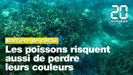 Réchauffement climatique: Les poissons de la Grande barrière de corail risquent aussi de perdre leurs couleurs
