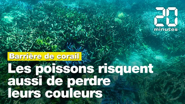Réchauffement climatique: Les poissons de la Grande barrière de corail risquent aussi de perdre leurs couleurs