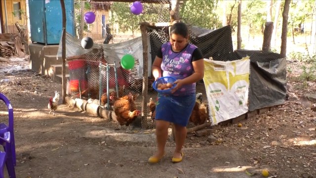 Estelí: Mefcca entrega bono de gallina ponedoras en San Juan de Limay